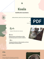 Koalas: características y clasificación taxonómica de estos marsupiales australianos (38
