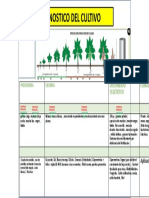 Diagnostico Grafico Frijol