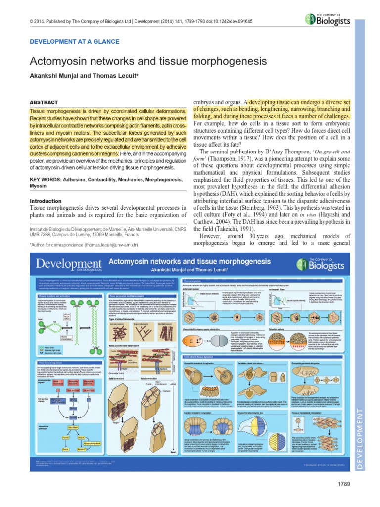 Actomyosin Networks and Tissue Morphogenesis | PDF | Cell Adhesion ...