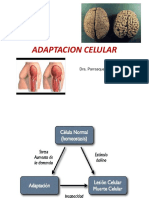 Clase de Adaptacion Celular