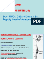 Lower Limb (Membrum Inferius) : Doc. Mudr. Dáša Slížová, Csc. Deputy Head of Anatomy Dept