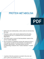 Protein Metabolism