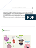 Guía Ciencias Naturales El Sistema Digestivo