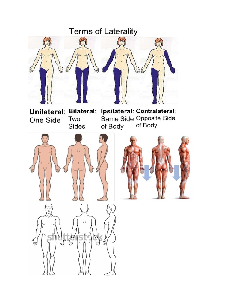 Anatomical Positions Biology Diagrams