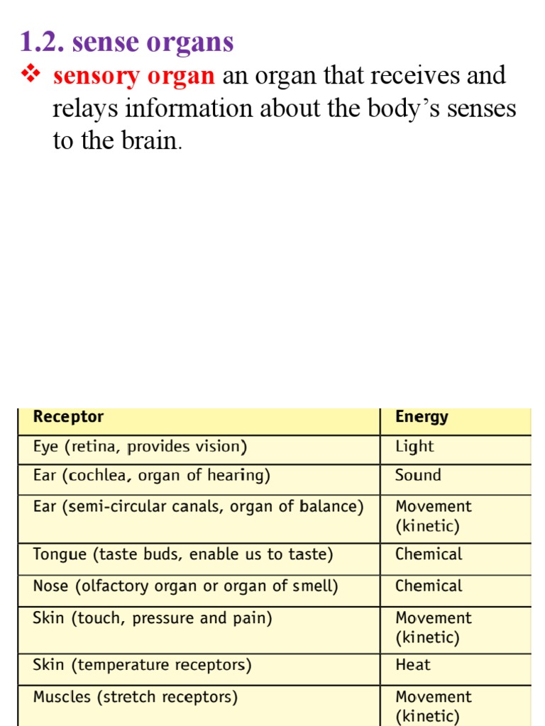 An Organ That Receives and Relays Information About The Body's Senses