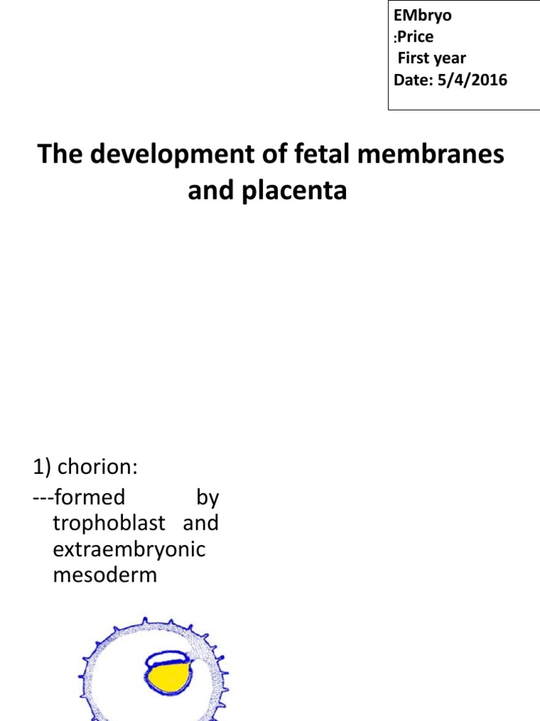 Development of Fetal Membranes and Placenta | PDF | Placenta | Twin