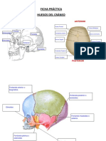 Ficha Practica - Osteología: Cráneo