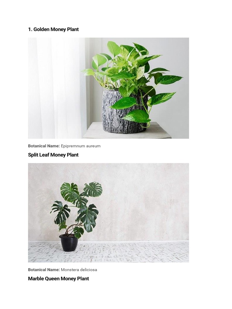 Money Plant Scientific Names and Types | PDF | Home & Garden | Wellness