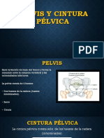 Anatomía pélvica y cintura pélvica