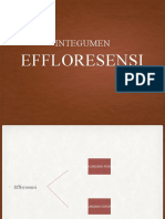 Efflorecensi Primer