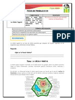 Célula vegetal: estructura y función