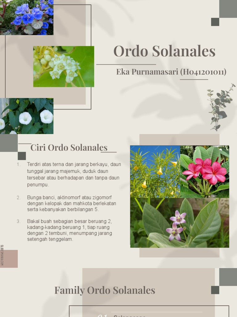 Ordo Solanales PDF