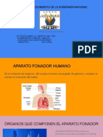 Aparato Fonador Humano