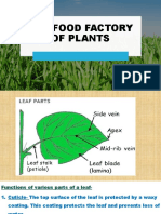 The Food Factory of Plants
