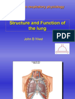 Structure and Function of The Lung