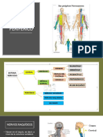 Sistema Nervioso Periférico PDF