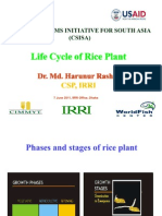 Life Cycle of Rice Plant