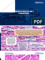 Histologia Practica Cardiovascular - Corazon