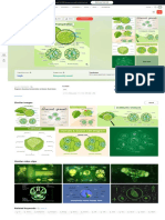 Diagram Showing Transpiration Plants Illustration Stock Vector (Royalty Free) 1542840035 - Shutterstock
