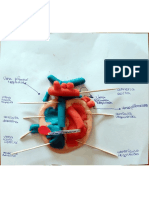 Anatomía de corazón de plastilina