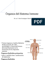 Órganos Del Sistema Inmune