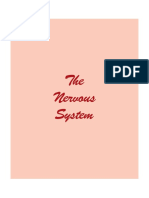 Understanding the Nervous System and Brainstem Anatomy