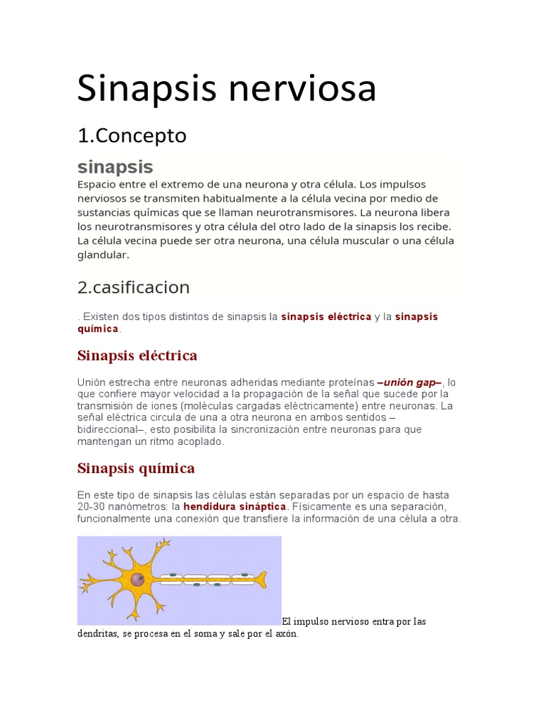 Tipos y funciones de la sinapsis neuronal | PDF | Sinapsis | Neurona