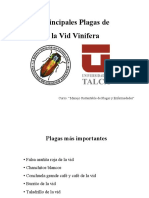 Principales Plagas de La Vid Vinífera. Curso - Manejo Sustentable de Plagas y Enfermedades - PDF
