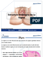 Estructura Histologica de La Vagina