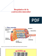 Bioquímica de La Contracción Muscular