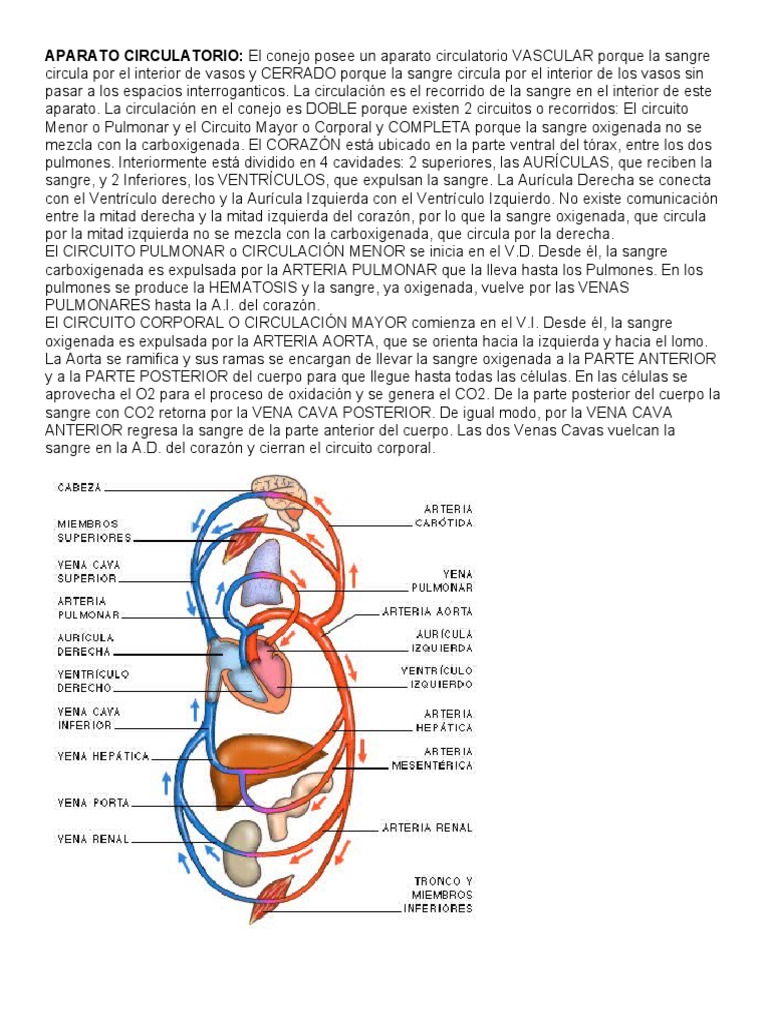 APARATO CIRCULATORIO Del Conejo PDF