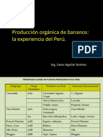 Producción orgánica de bananos peruanos