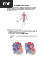 Aparato Circulatorio para Segundo de Primaria | PDF | Sistema ...