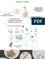 B3-P1.4. Giun Đũa-D