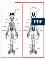 Huesos Del Cráneo