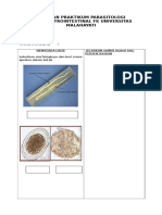 Laporan Praktikum Nematoda 2 PDF Free