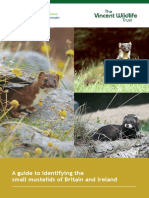 A Guide To Identifying The Small Mustelids of Britain and Ireland