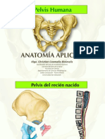 Pelvis Ósea