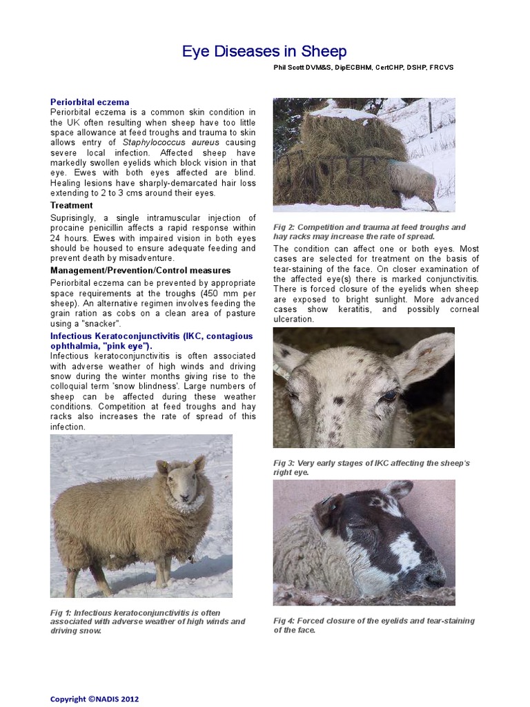 Eye Diseases in Sheep Eye Diseases in Sheep Periorbital Eczema PDF