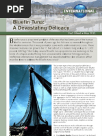 Download Bluefin Tuna A Devastating Delicacy by Food and Water Watch SN57862232 doc pdf