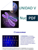 Unidad V Acidos Nucleicos