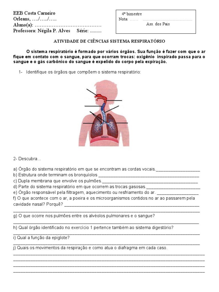 Atividades sobre o Sistema Respiratório 5º Ano | PDF