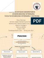 Pancreas: Función y Células