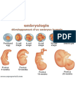 Embryo 1