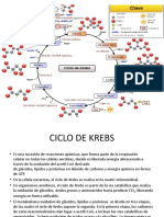 Ciclo de Krebs: Resumen del proceso metabólico