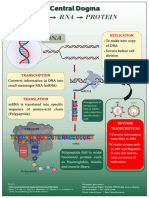 Dna Rna Protein: To Make New Copy of DNA Occurs Before Cell Division Important For Tissue Repair and Growth