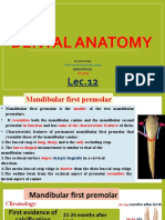 Dental Anatomy: PHD in Oral & Maxillofacial Surgery