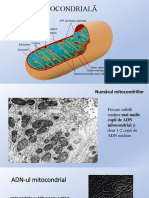 Subiect 25 - Analiza Mitocondrială