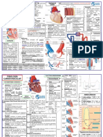 Sistema Cardiovascular