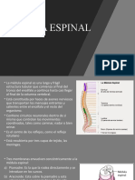 Medula Espinal